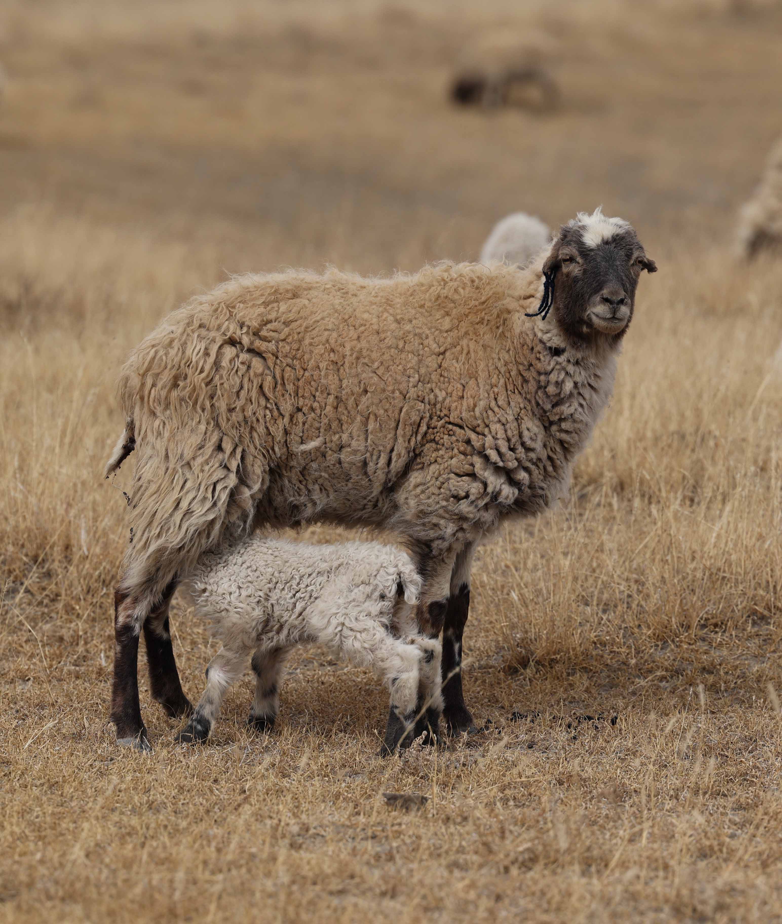澳洲羊毛行情 2022第十四周：市场继续大幅下行