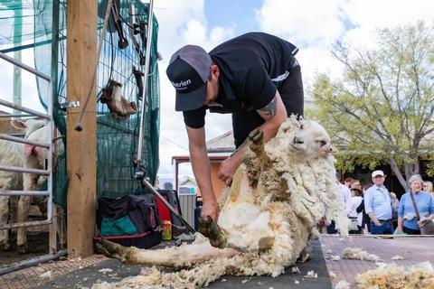 毛价上涨——澳洲羊毛拍卖信息 （2023-10-18）